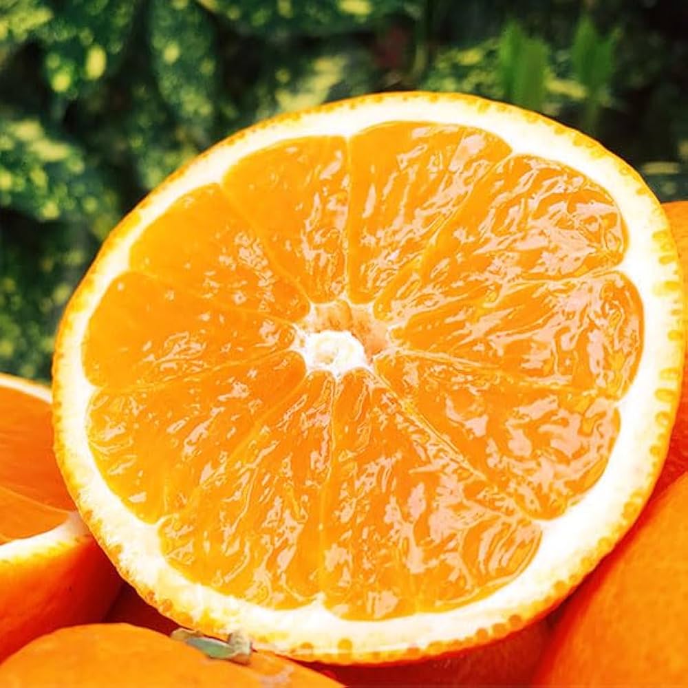 Kiyomi Orange  Japanese Kiyomi Orange — MomoBud